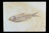 Detailed Fossil Fish (Knightia) - Wyoming #96106-1